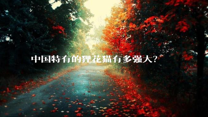 中国特有的狸花猫有多强大？